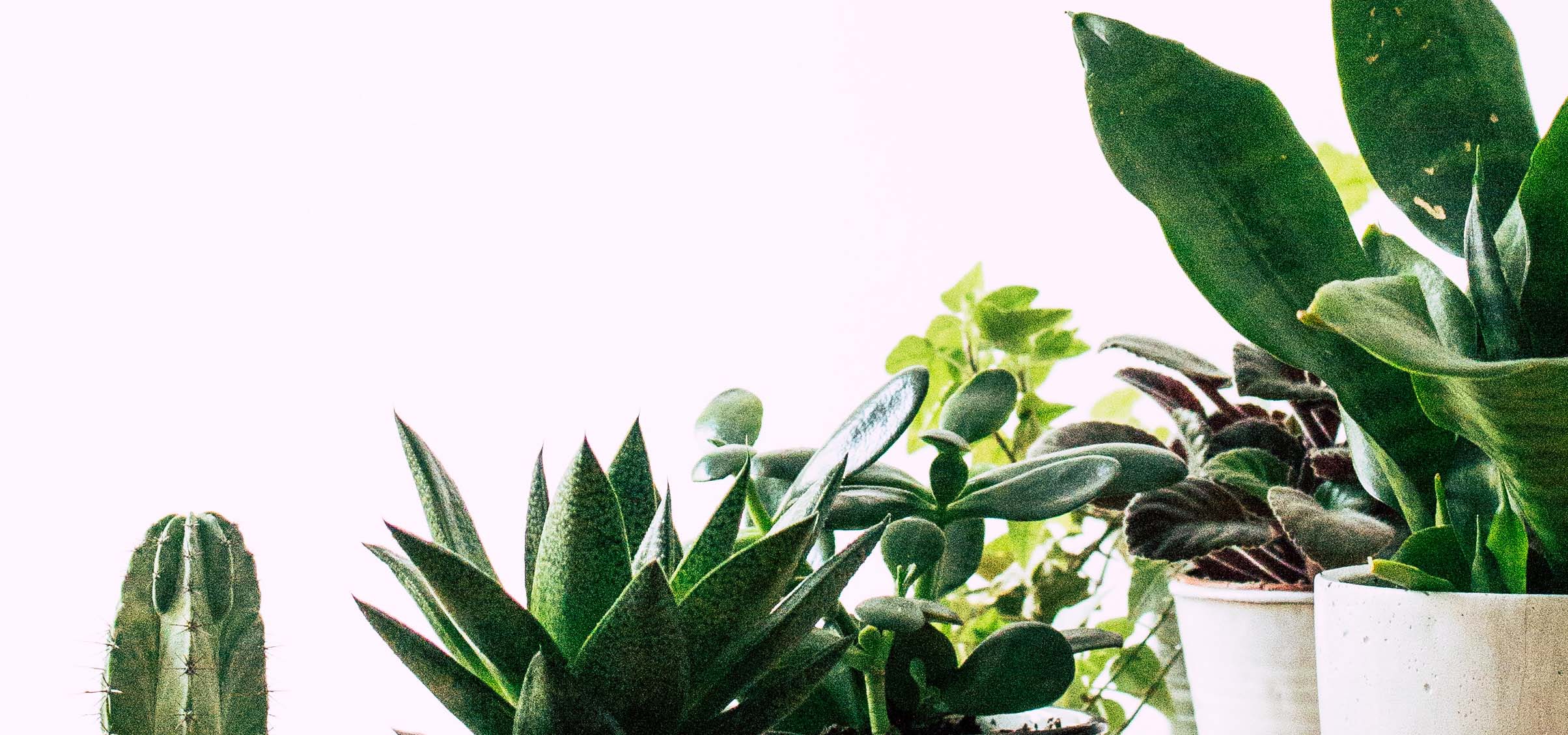 Ryokuzen Geen 観葉植物 多肉植物などおもしろ楽しい植物の紹介