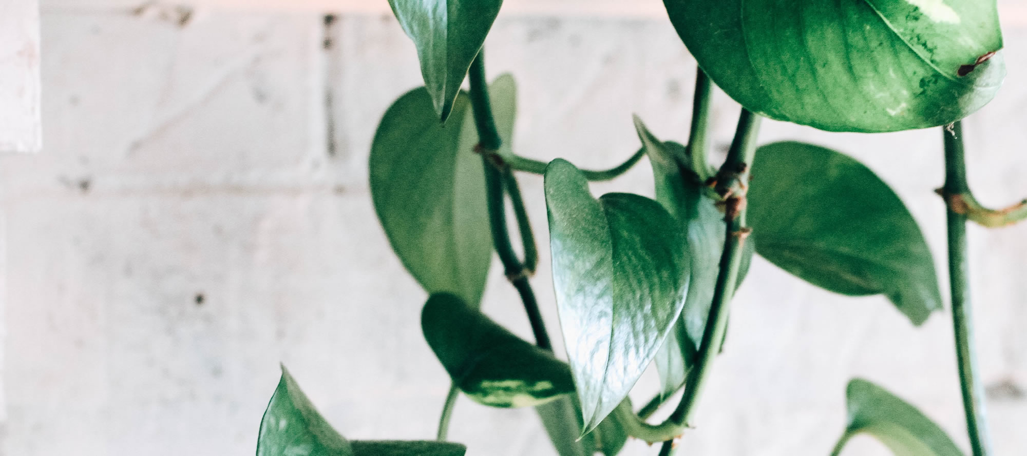 ポトスがボリューム満載 になってきたので増やしてみようと思います Ryokuzen Geen