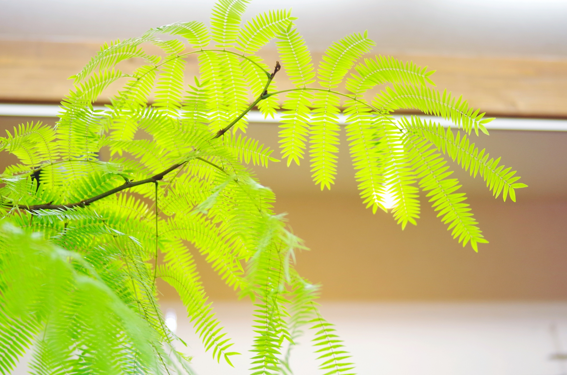 エバーフレッシュの育て方 水やりや置き場所や風水について Ryokuzen Geen