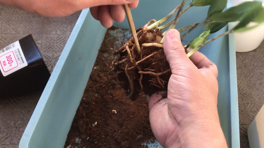 観葉植物の根に絡まってる土を取り出す
