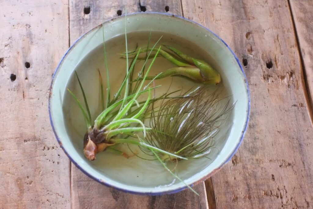 エアープランツの育て方と飾り方や風水について 人気の品種おススメ10選 Ryokuzen Geen