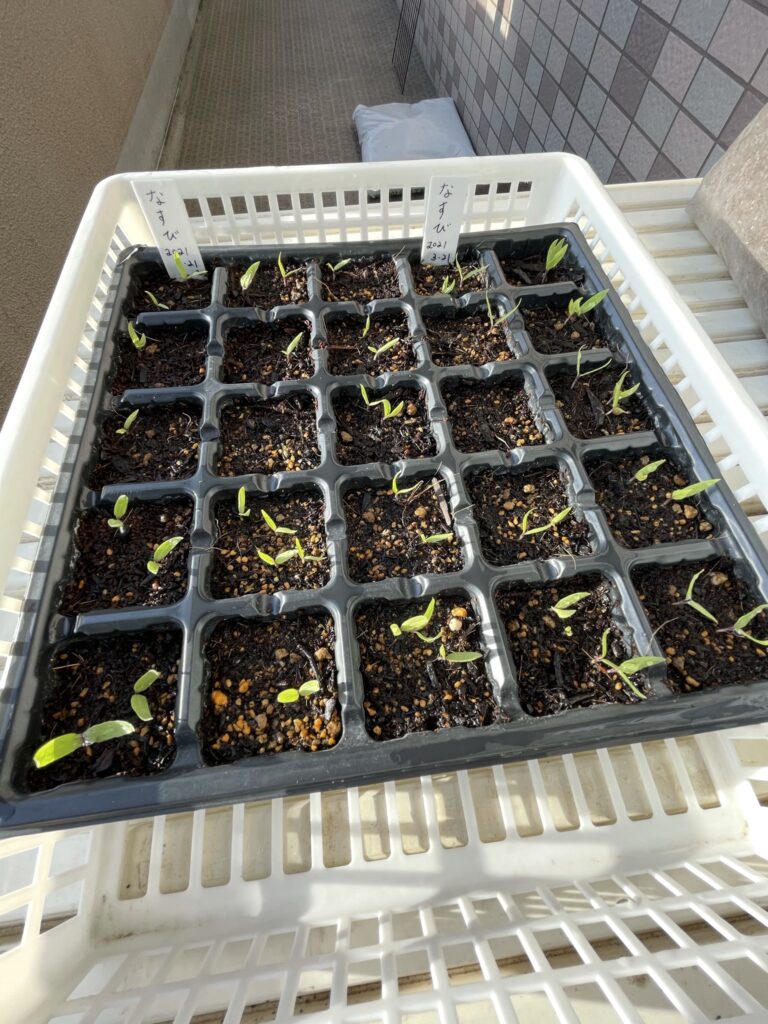 茄子の新芽2
