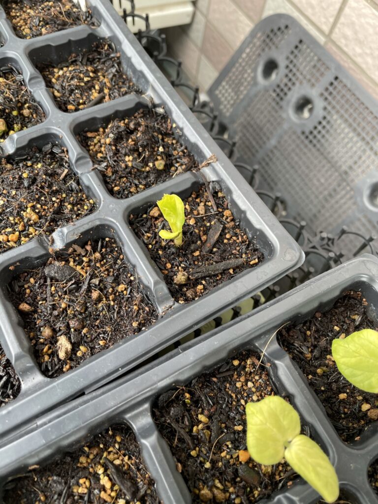 ゴーヤが発芽1