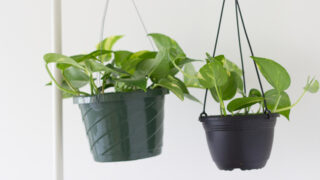 フィカス アルテシマの育て方 水やりや置き場所や風水について Ryokuzen Geen