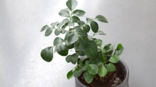 Ryokuzen Geen 観葉植物 多肉植物などおもしろ楽しい植物の紹介