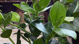 Ryokuzen Geen 観葉植物 多肉植物などおもしろ楽しい植物の紹介